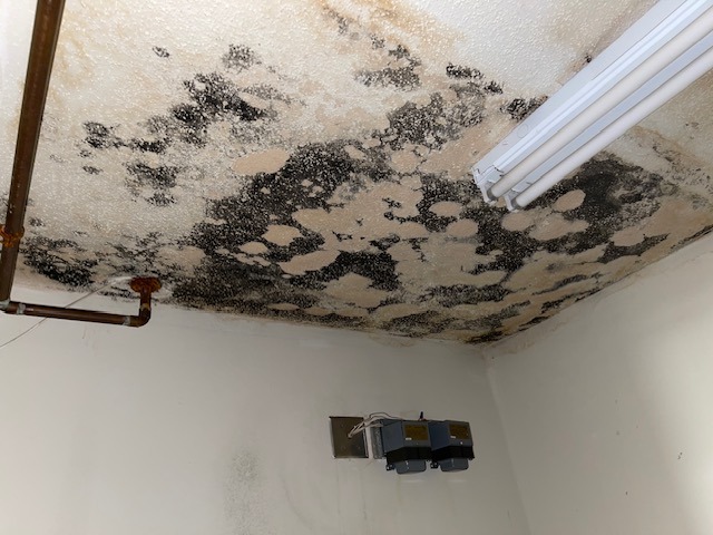 Black mold covers a ceiling, indicating moisture damage